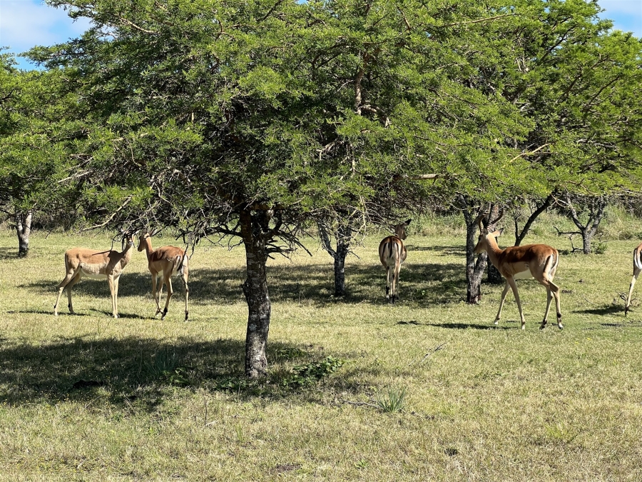 Commercial Property for Sale in East London Rural Eastern Cape